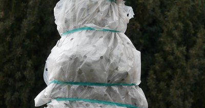 Okrywanie roślin na zimę - materiały i techniki ochrony
