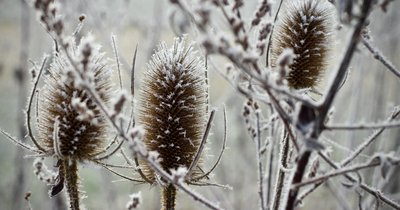 Kalendarz ogrodnika na styczeń - zimowe prace w ogrodzie