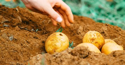 Uprawa ziemniaków krok po kroku - kompletny poradnik