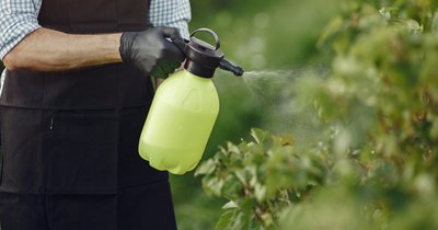 Naturalne środki ochrony roślin - ekologiczne metody zwalczania szkodników