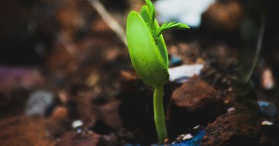 Biostymulatory roślin - naturalne wspomaganie wzrostu w ogrodzie