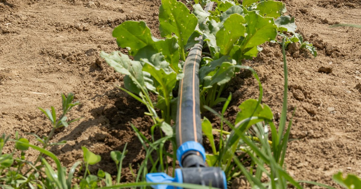 System kroplowy w ogrodzie - instalacja i konfiguracja nawadniania